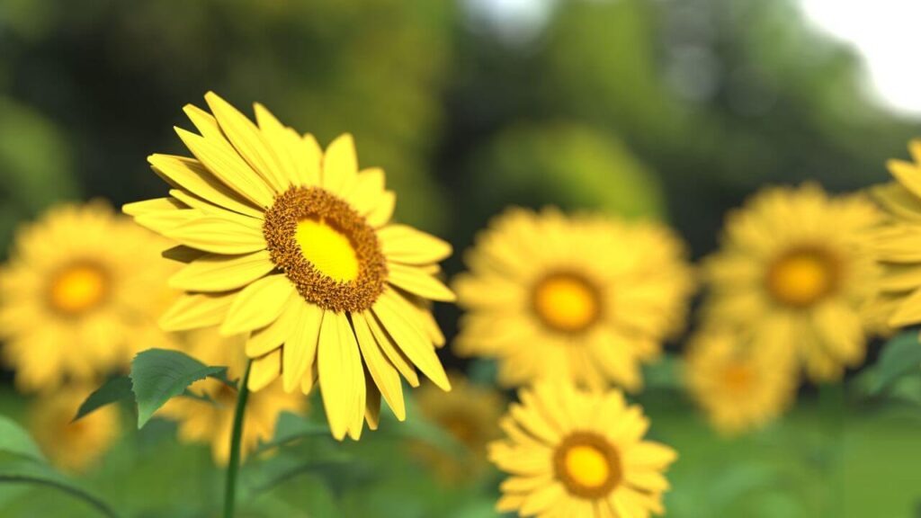 Closeup Yellow Sunflower Stock Free