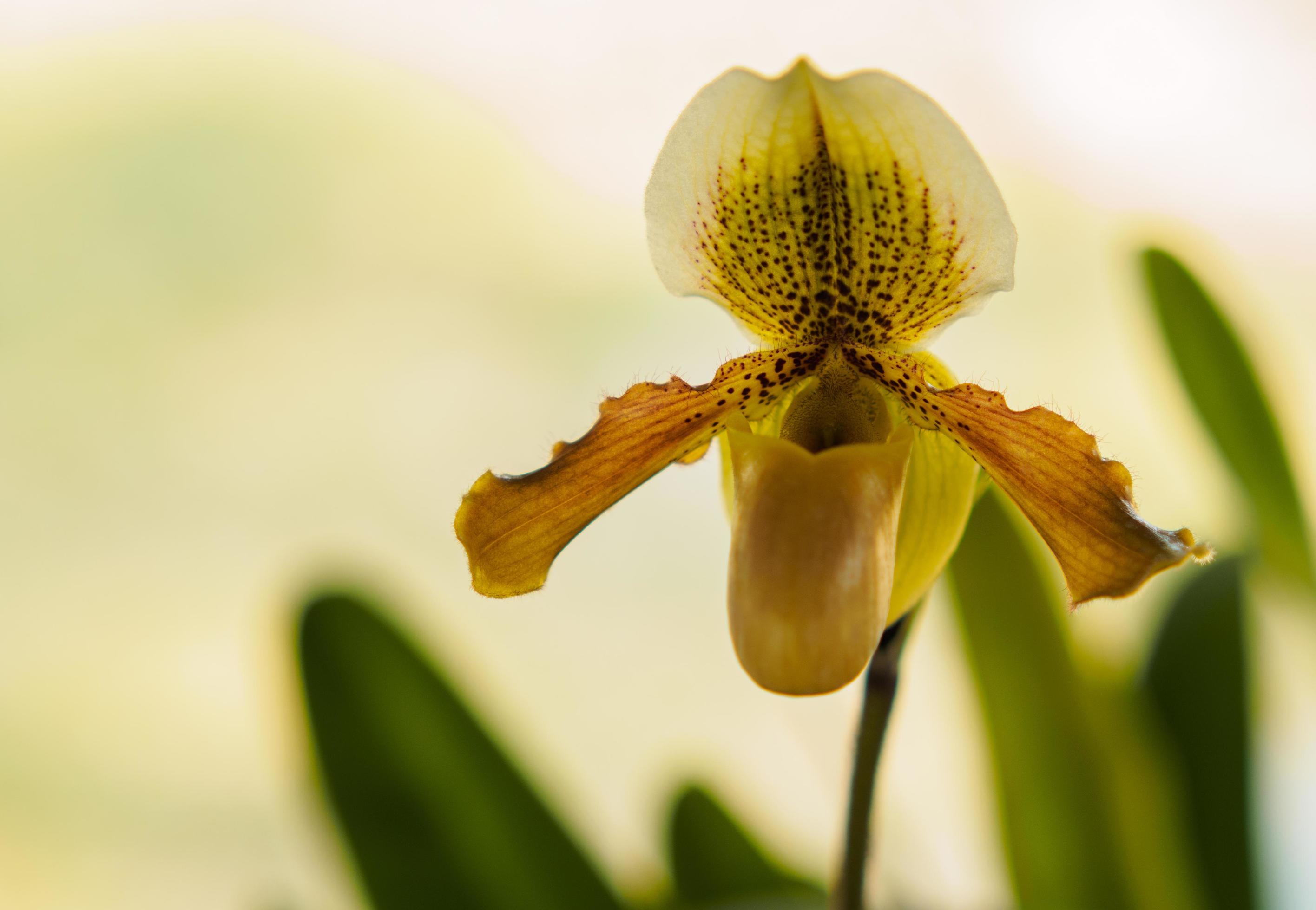 Lady Slipper, Paphiopedilum orchidaceae flowers in the park Stock Free