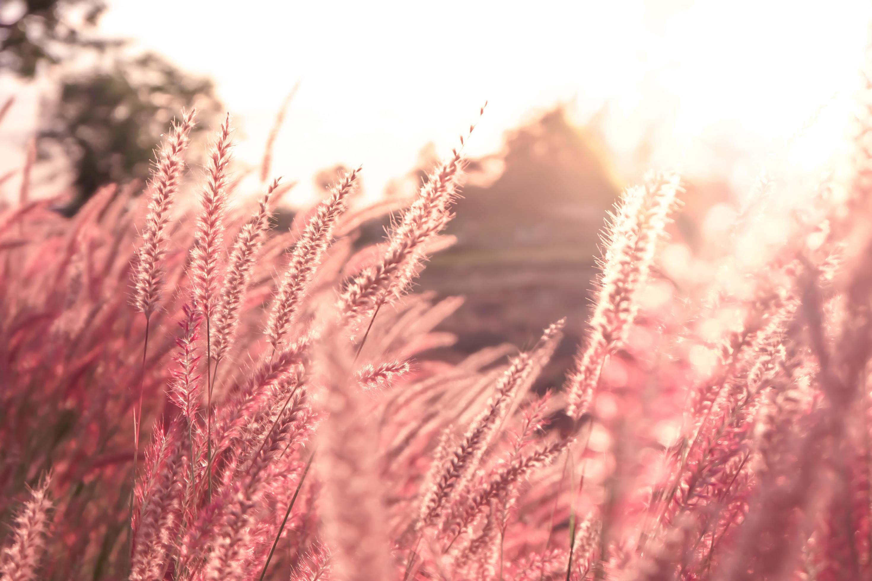 Sunset of the pink grass flower field in the blue sky nature Landscape of winter meadow of Thailand Stock Free