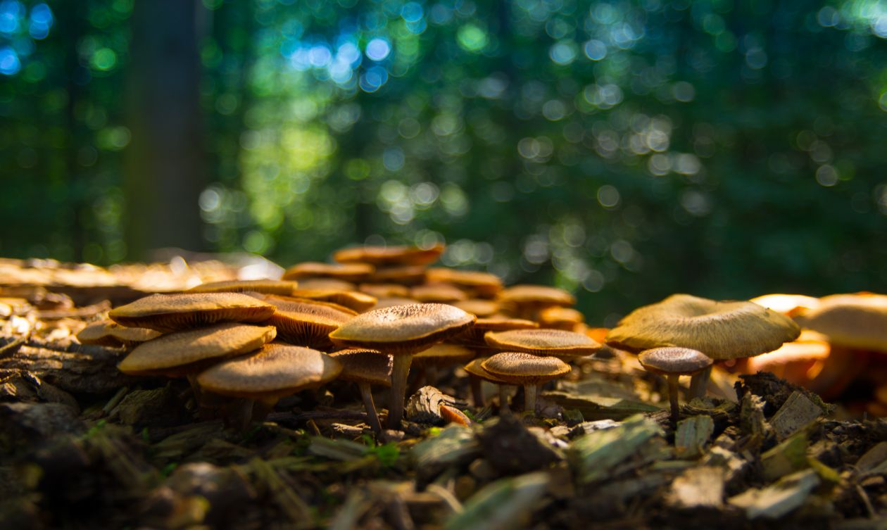 Mushrooms in the forest Stock Free