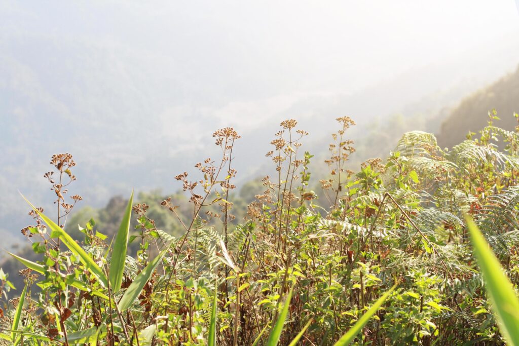 Beautiful Dry Wild flowers grass in natural sunlight on the valley mountain Stock Free