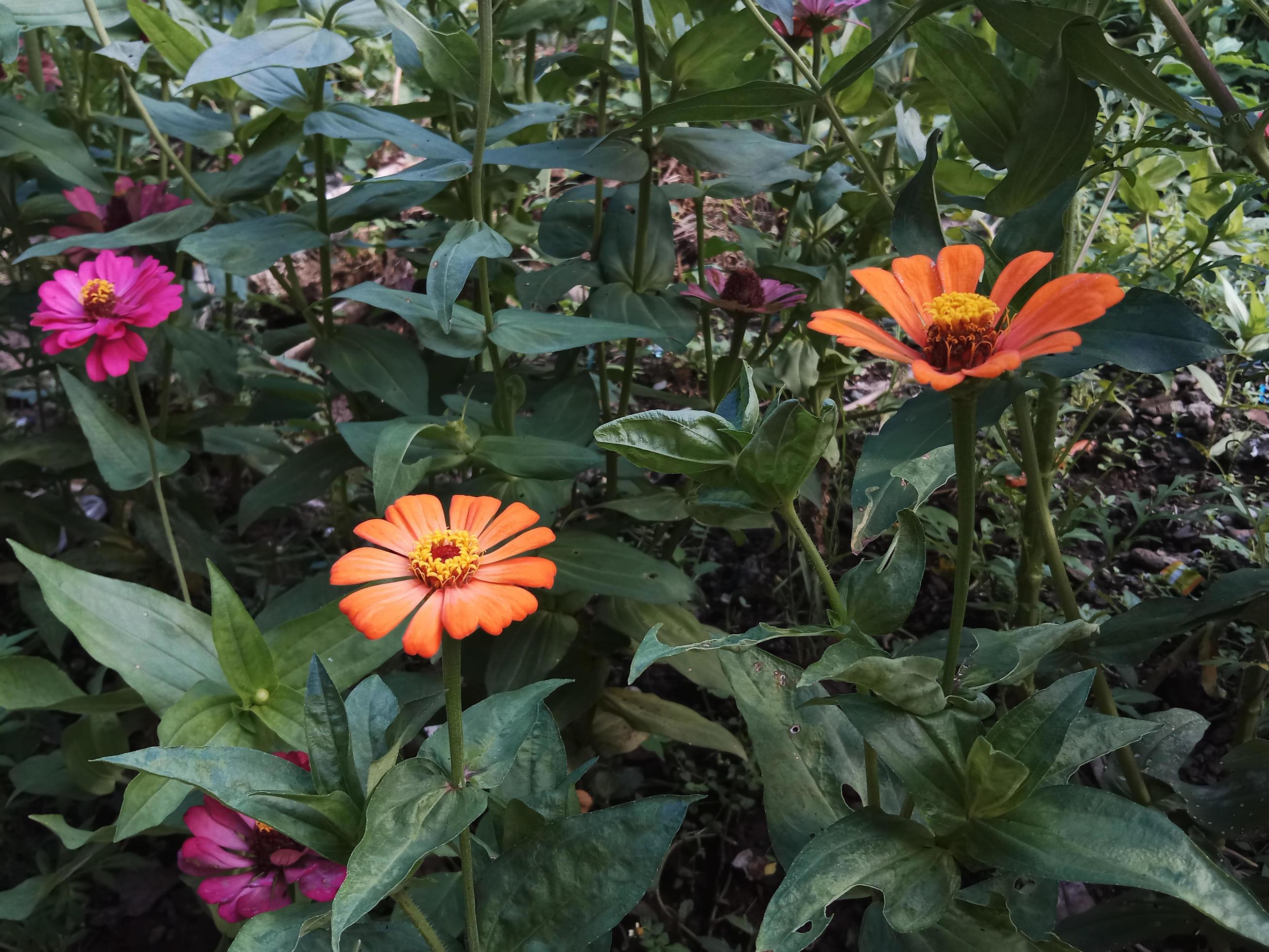 zinnia flowers blooming in the garden. Stock Free