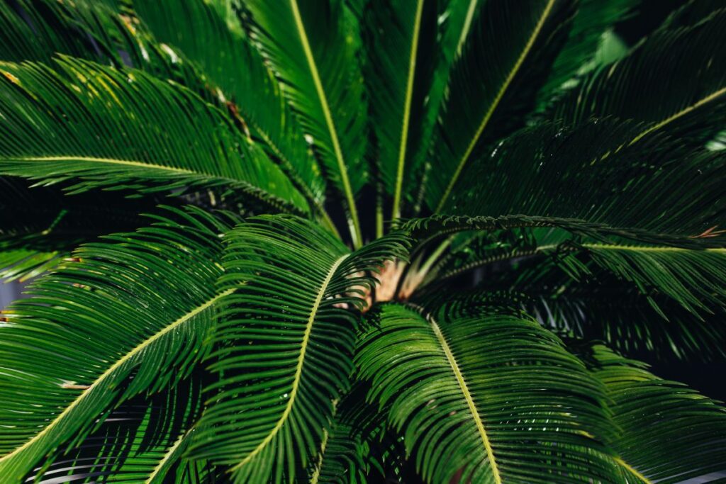 Close-ups of green plant leaves Stock Free