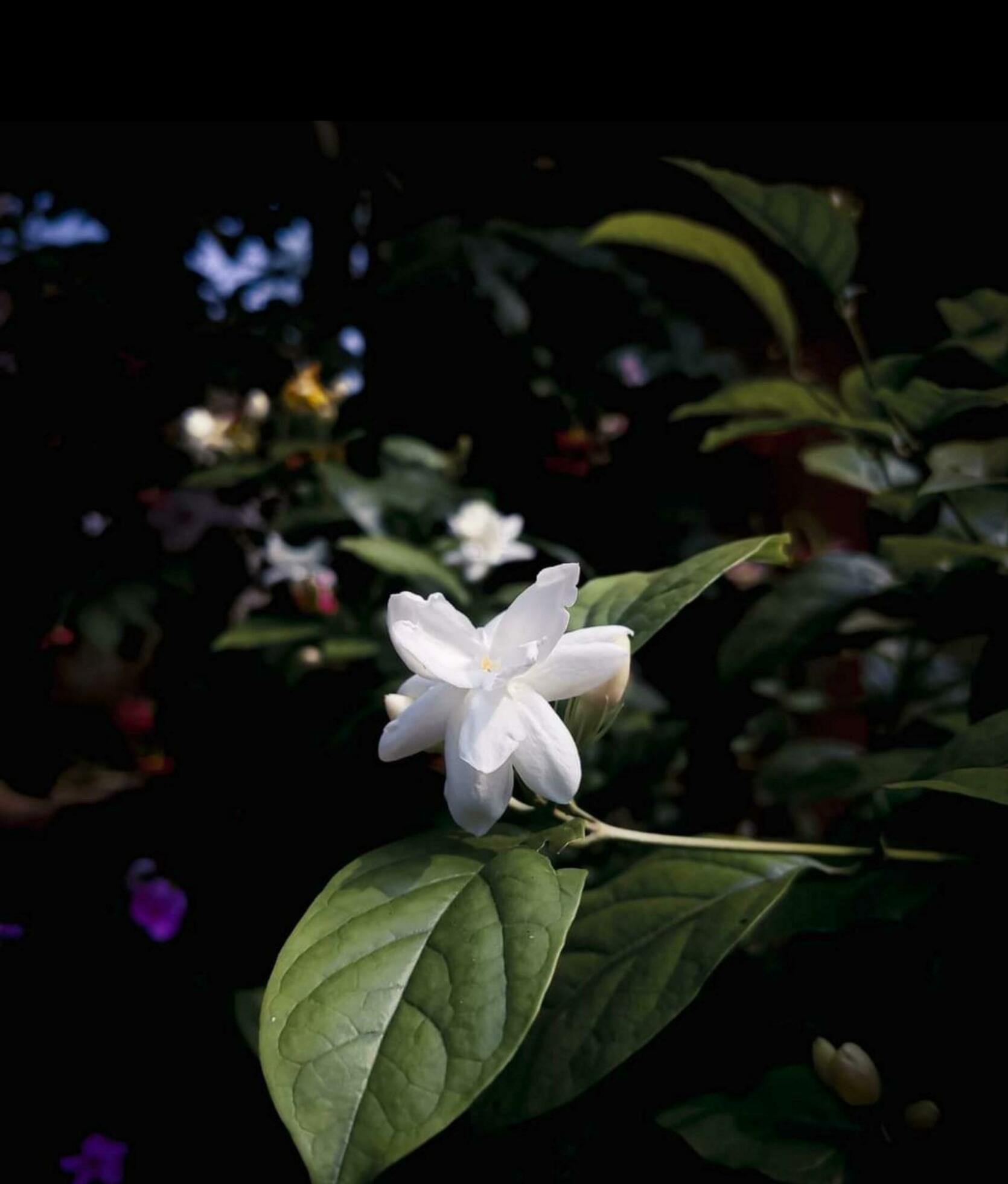 Blooming flower in nature Stock Free