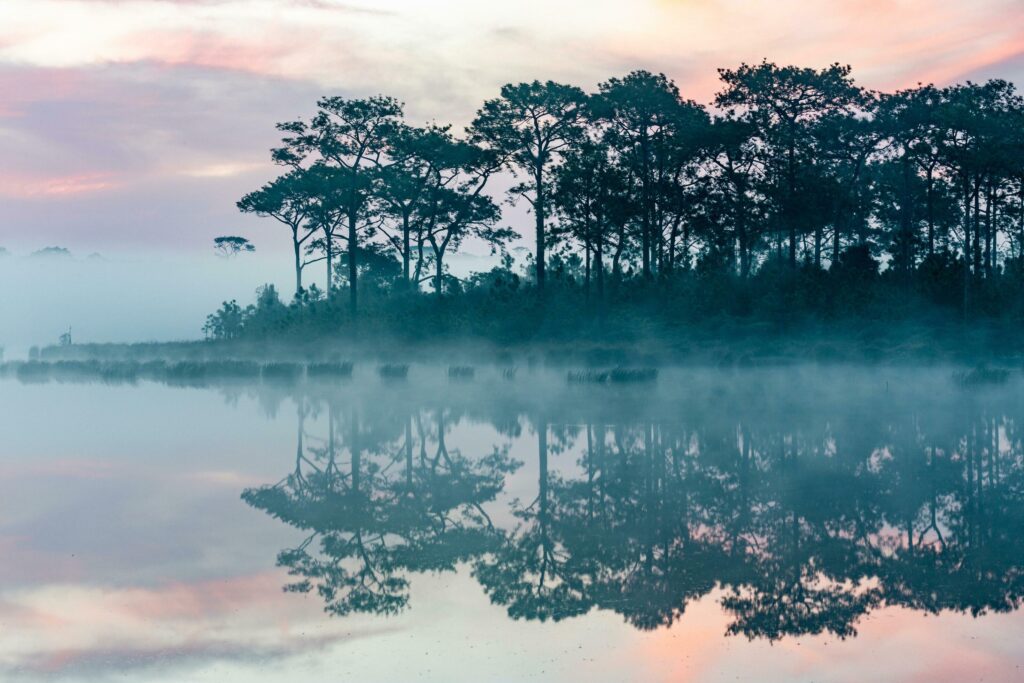 Morning mist over the lake with silhouettes of pine trees in the foreground Stock Free