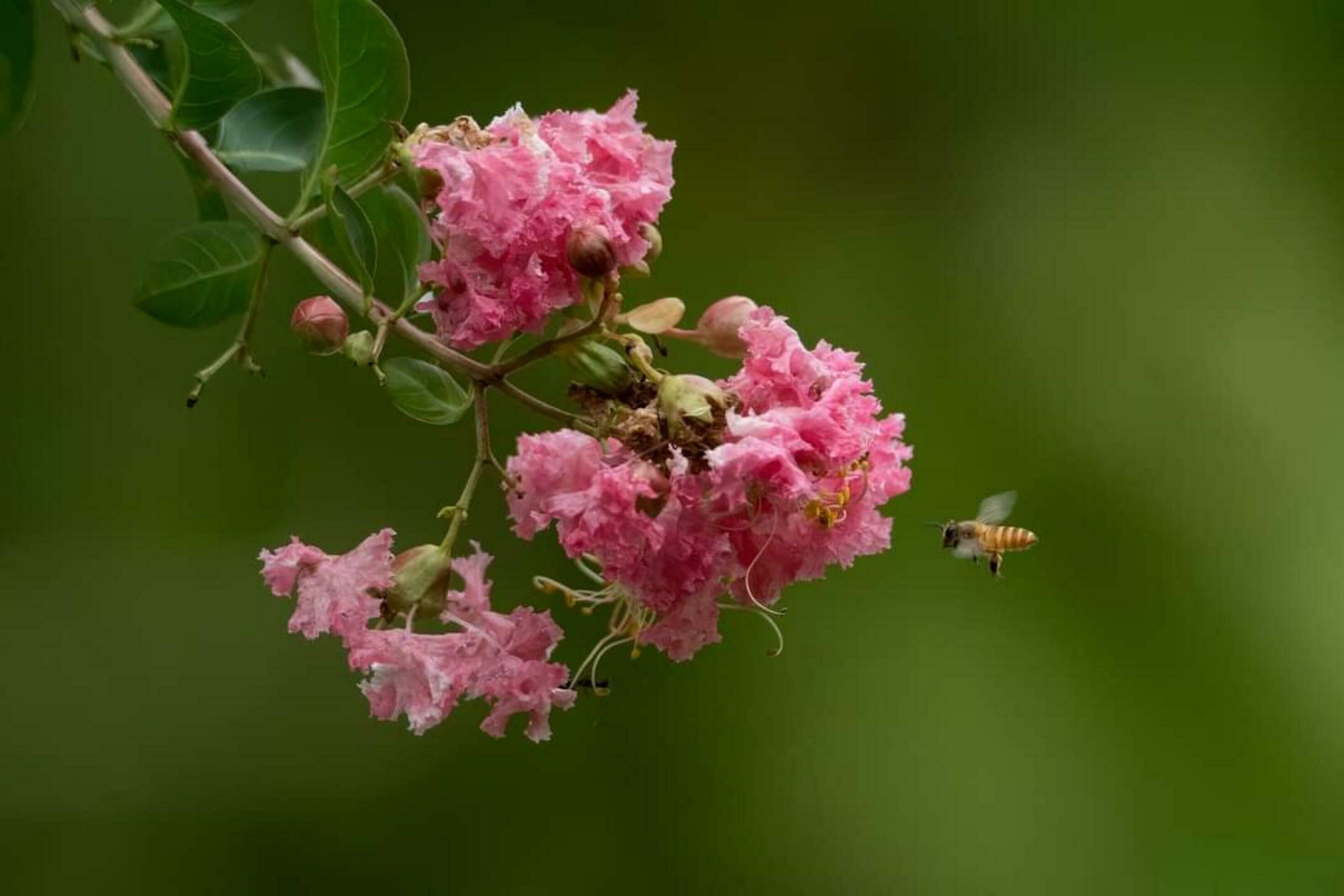 Beautiful blooming flower Stock Free