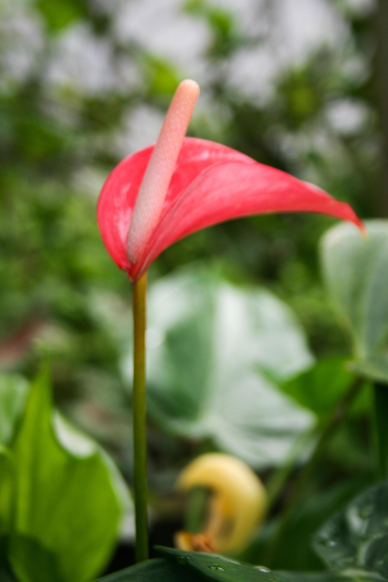 Anthurium flowers and morning dew drops green leaves Stock Free