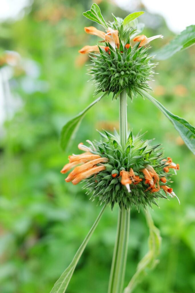 Blooming orange wild flower in tropical rainfores garden. Stock Free