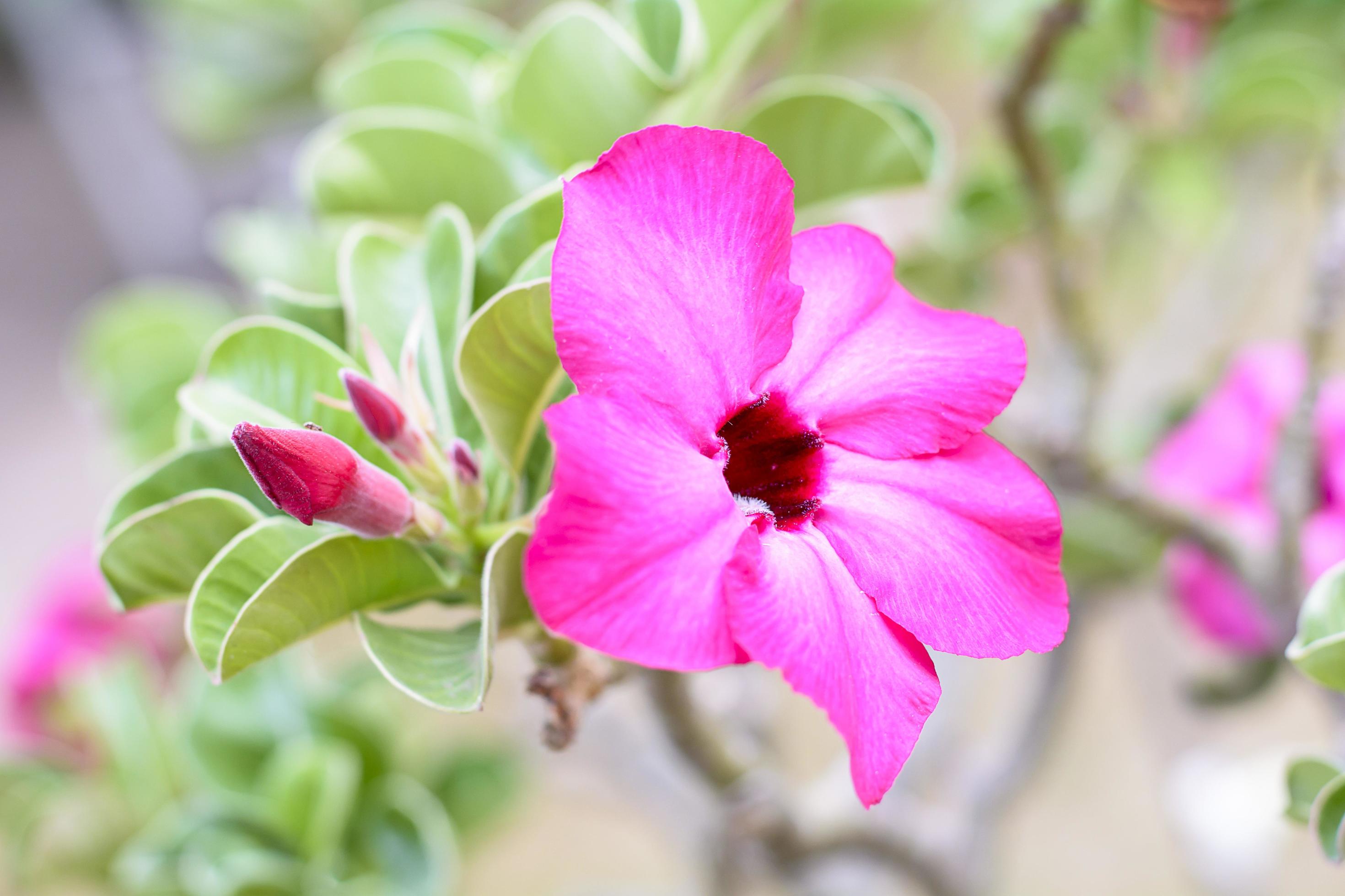 Desert Rose is a bright-colored flowers. Desert Roses are Thai Flower. Stock Free