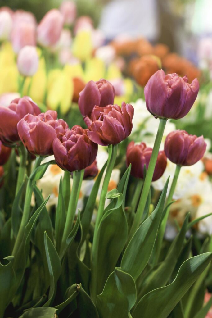 Purple tulip blooming in colorful flower field, beauliful spring garden flower, soft selective focus Stock Free