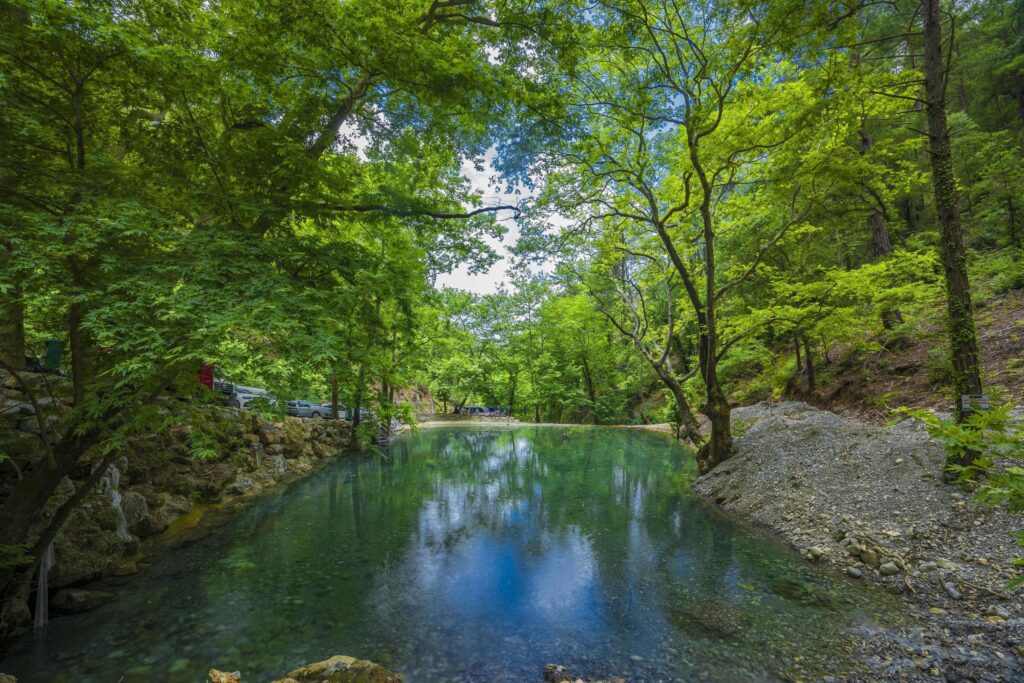 Mountain river stream waterfall green forest Landscape nature plant tree rainforest jungle Stock Free