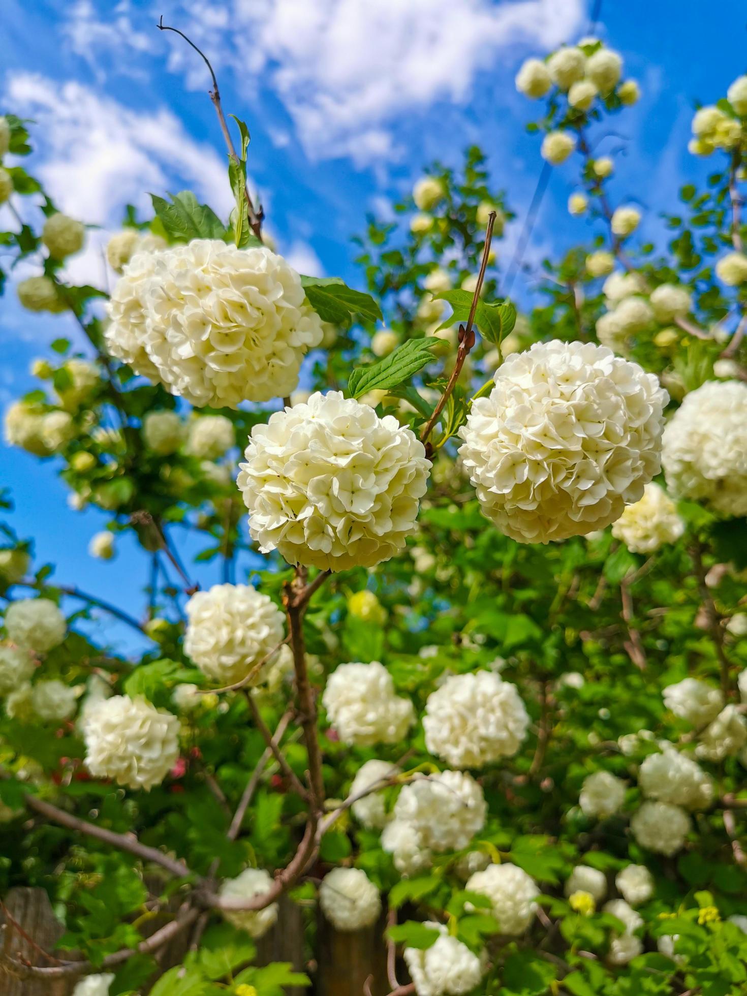 Lumps of white snow flowers bloomed Stock Free