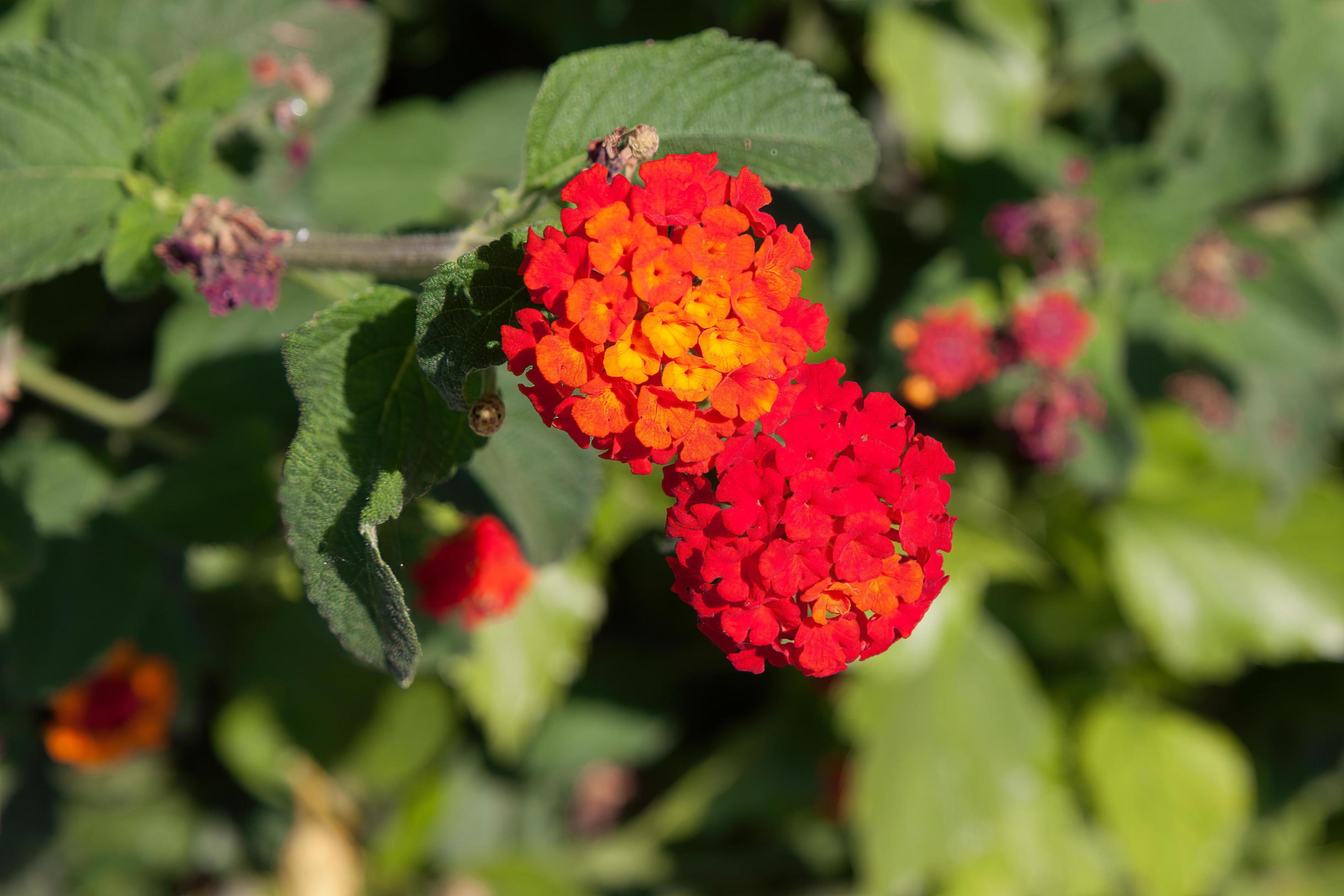 Close-up of a flowering Lantana Stock Free