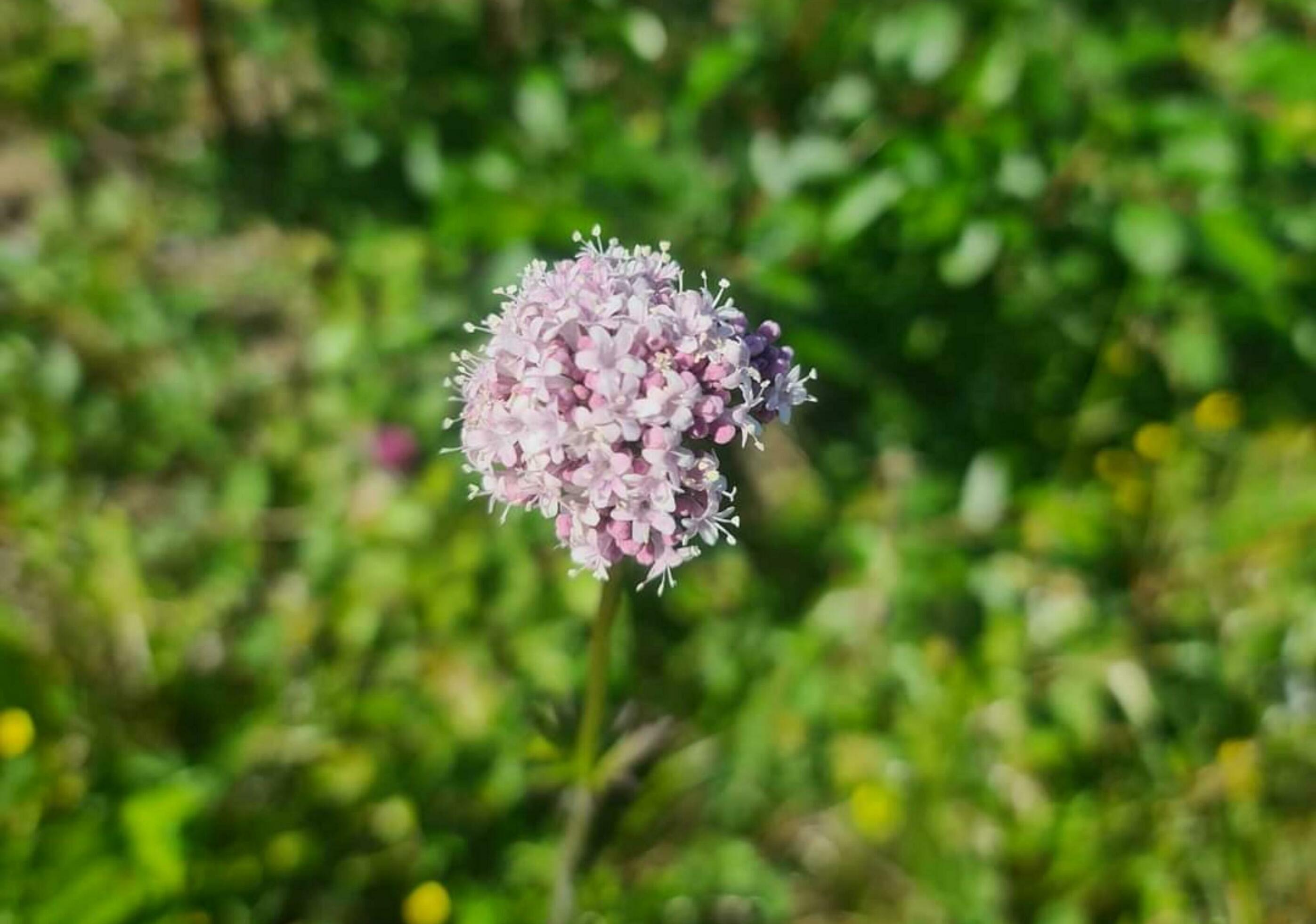 Beautiful blooming flower Stock Free