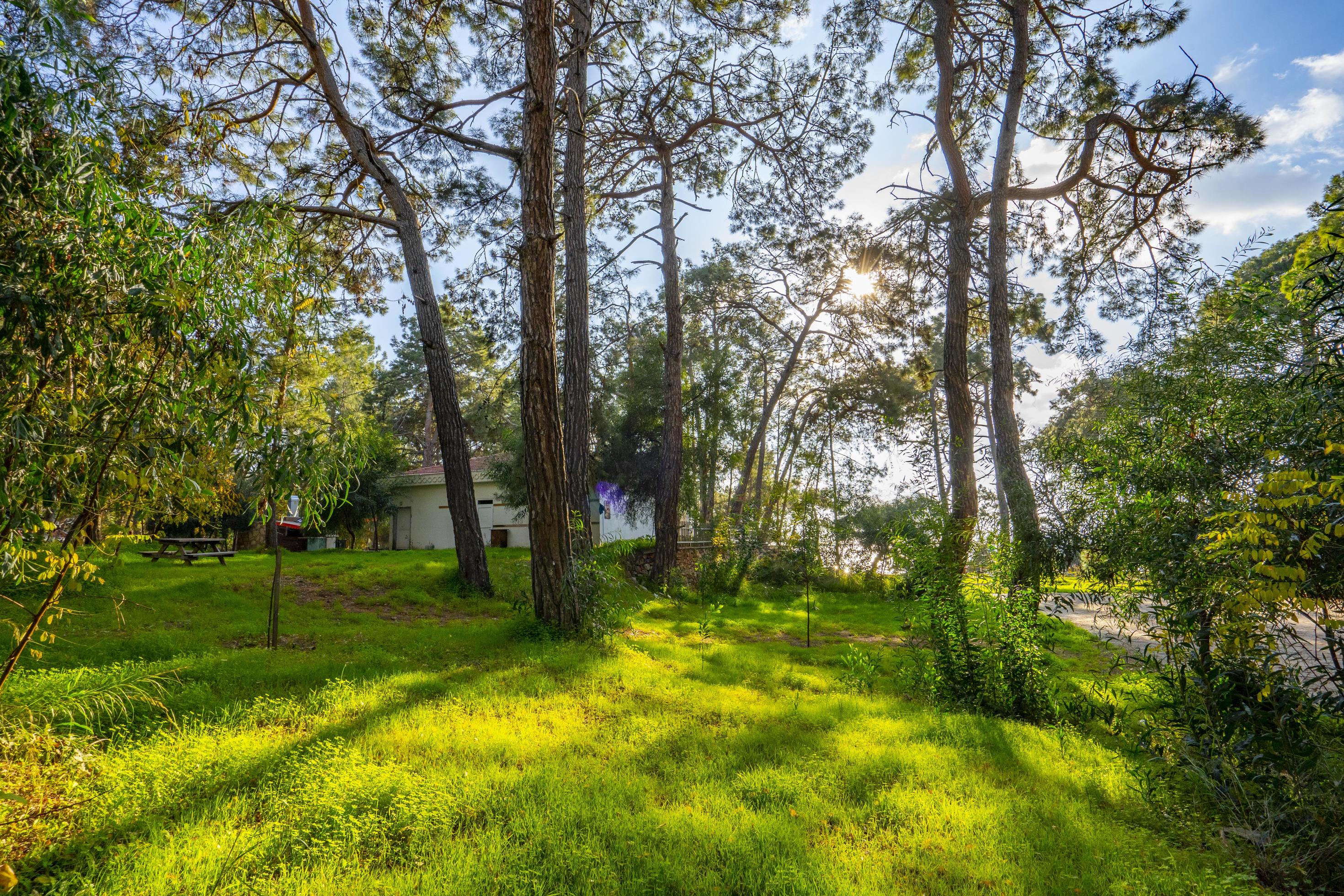 peaceful natural environment in the forest Stock Free