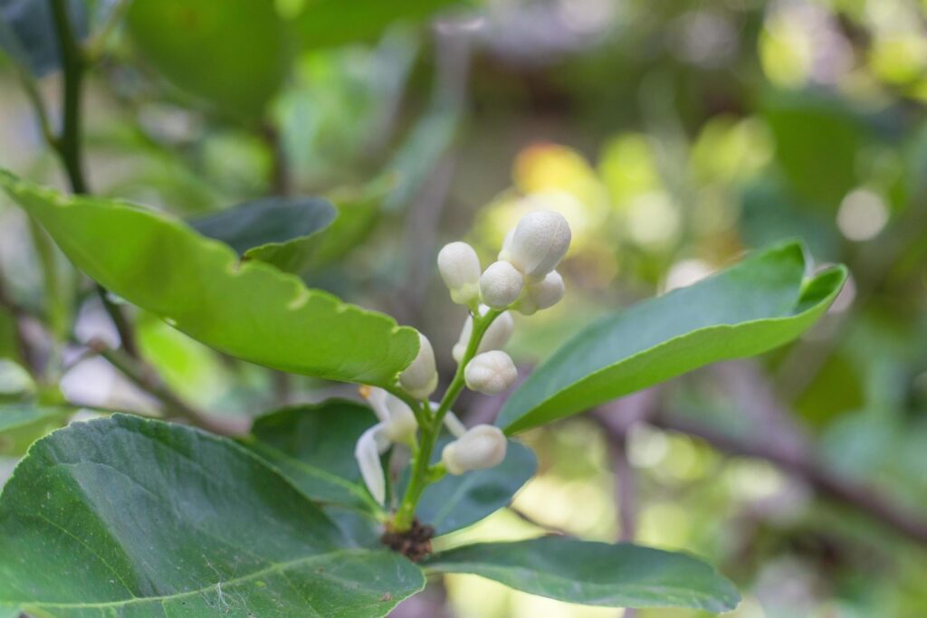 White lime flowers, fresh and fragrant On the lime tree with bokeh background Stock Free