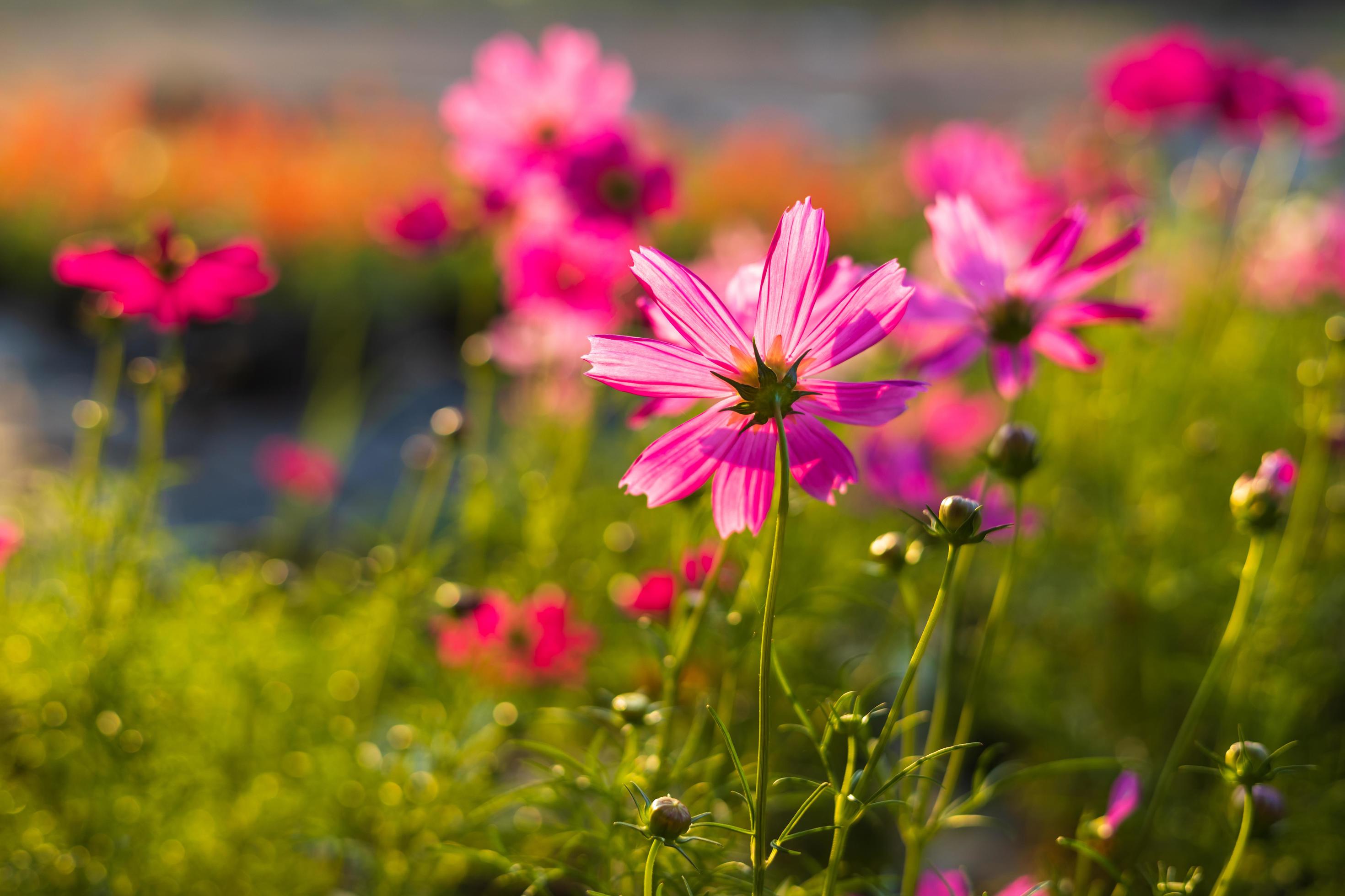 A close-up view of backlit pink cosmos flowers blooming beautifully. Stock Free