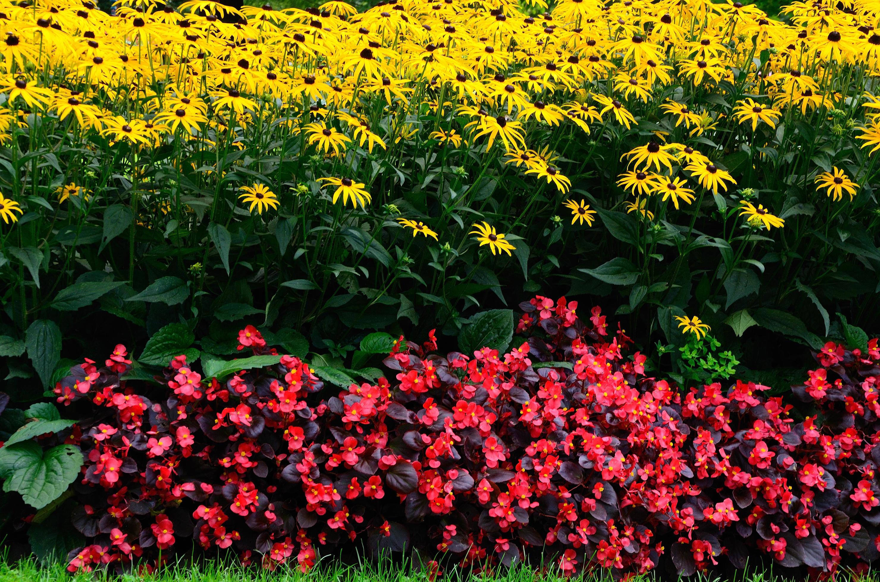 colorful flowers in summer Stock Free