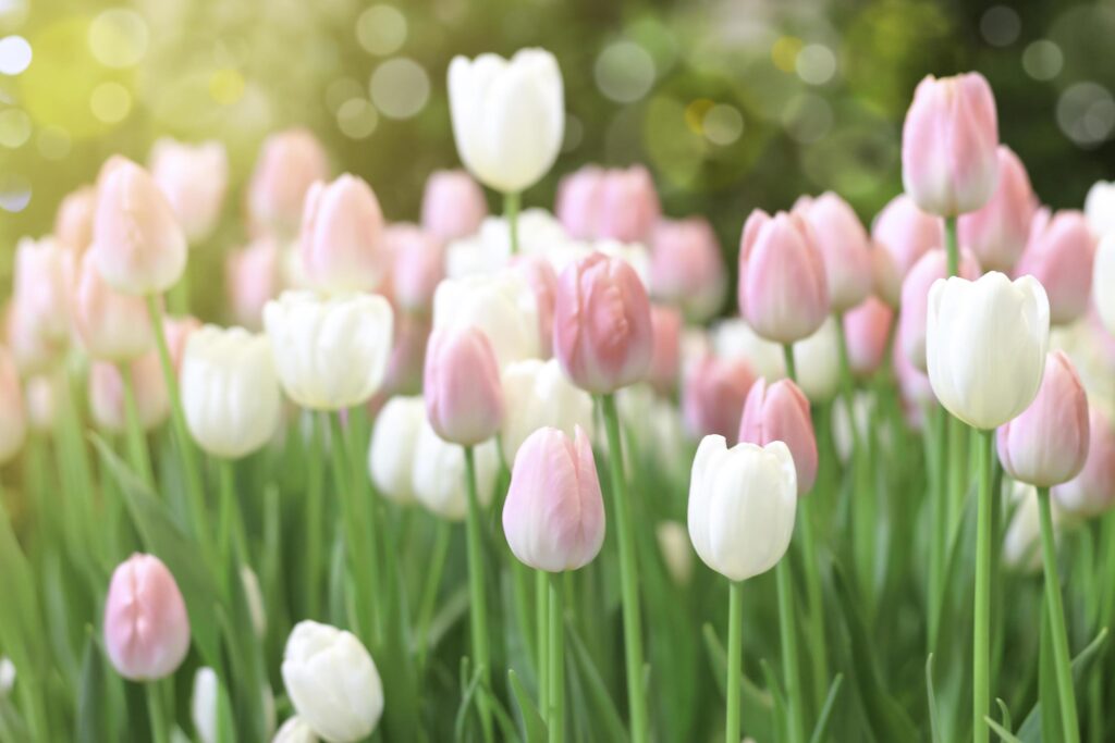 Pink tulip flower blooming in the spring garden, soft selective focus Stock Free