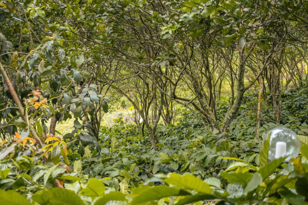 The way going to deep forest when spring time. The photo is suitable to use for adventure content media, nature poster and forest background. Stock Free