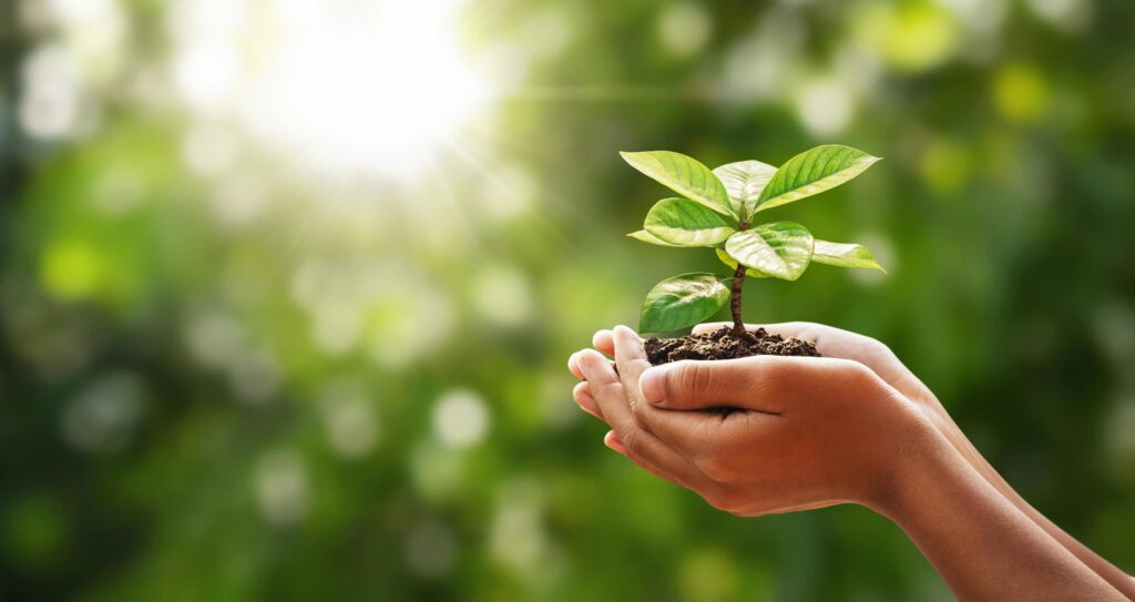 hand holding young plant on green nature with sunshine background. concept eco earth day Stock Free