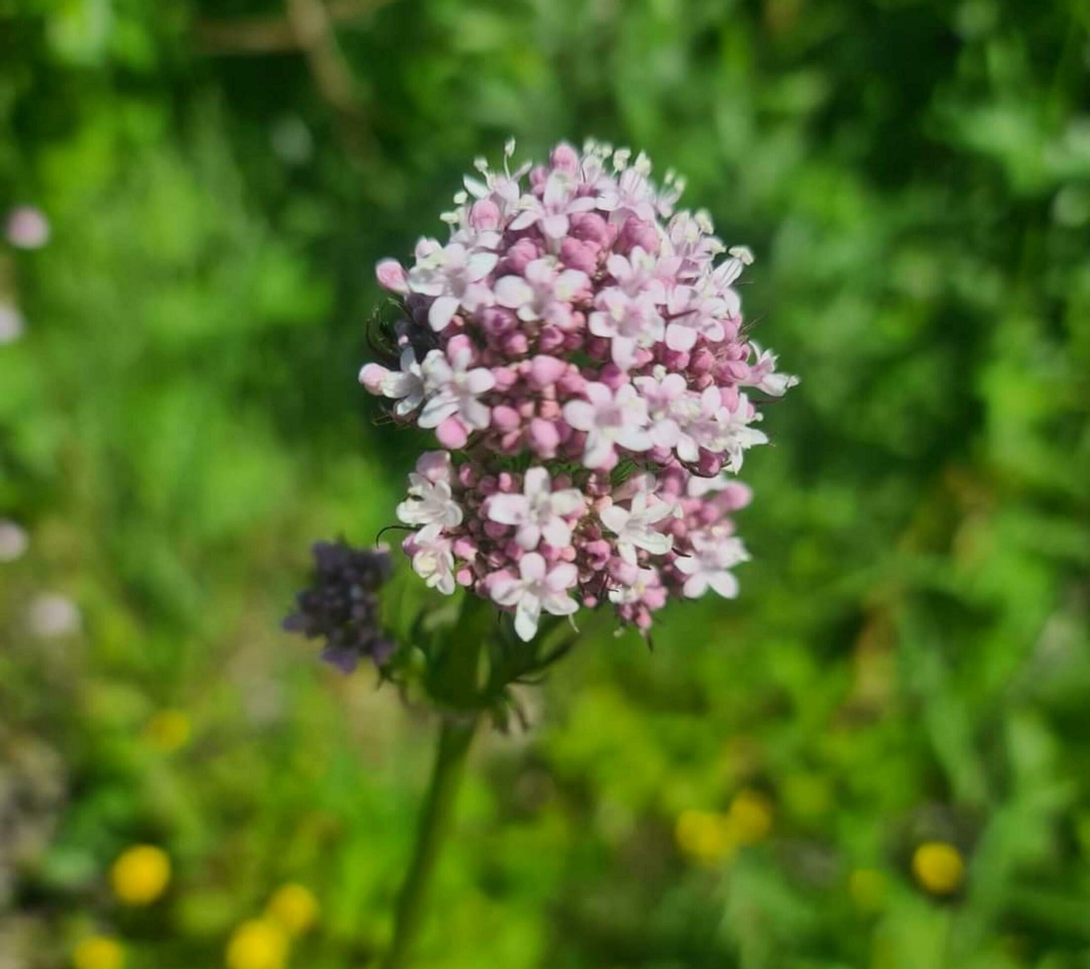 Beautiful blooming flower Stock Free