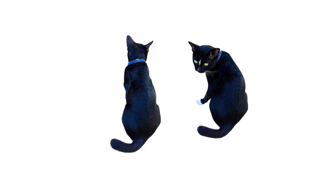 A cut-out of black cats on a white background with clipping paths. Stock Free