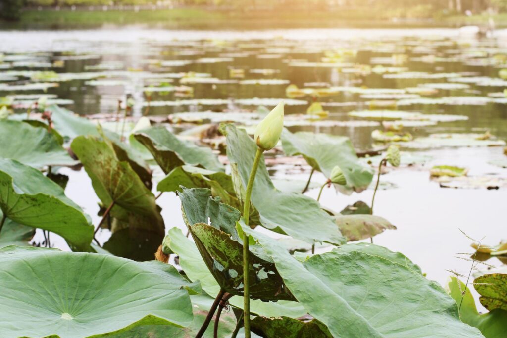 Pink Lotus bud in the pond with natural light and sunray in the water lily flowers garden. Stock Free