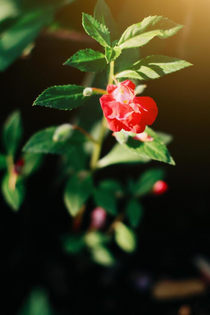 Beautiful red flowers with sunlight in nature background Stock Free