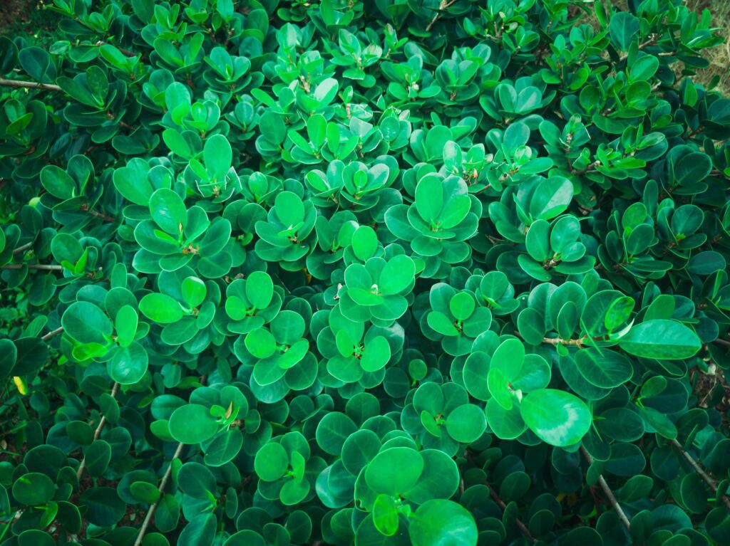 close up of fresh myrsine africana leaves suitable for nature background Stock Free