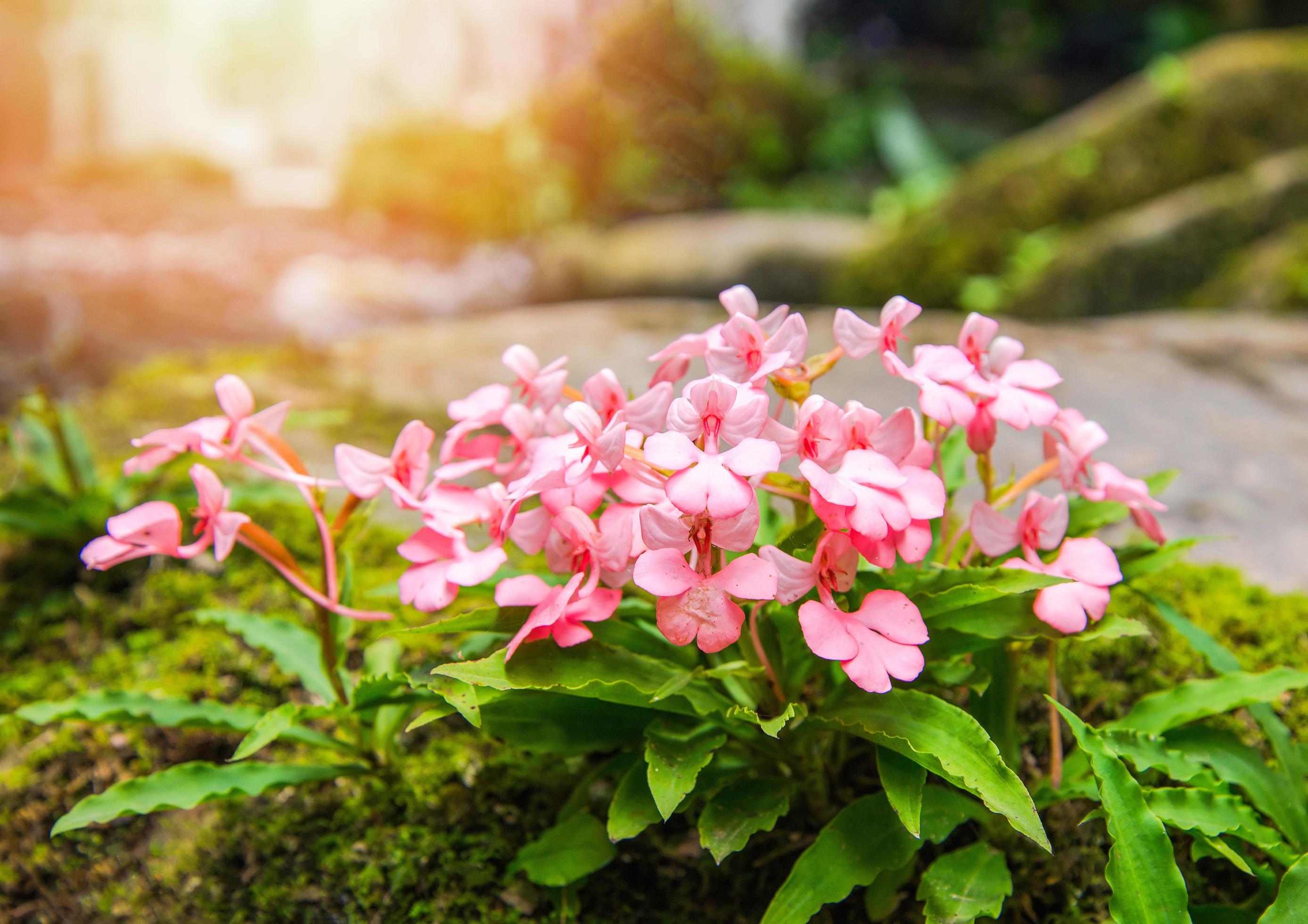 Pink flower growing on the rock with green mos fern and waterfall stream river background Stock Free