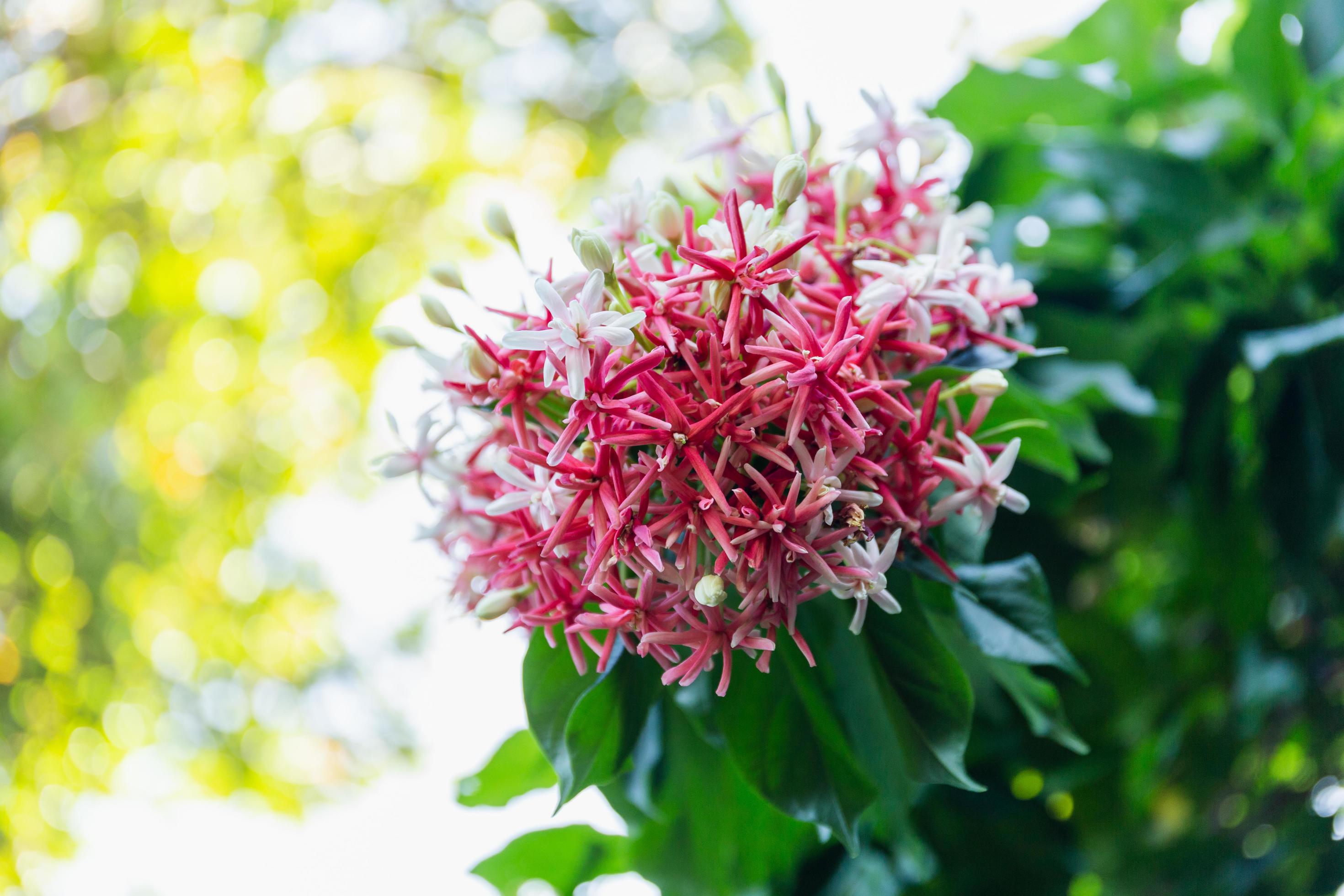 Rangoon Creeper flower decorated in the garden. Stock Free