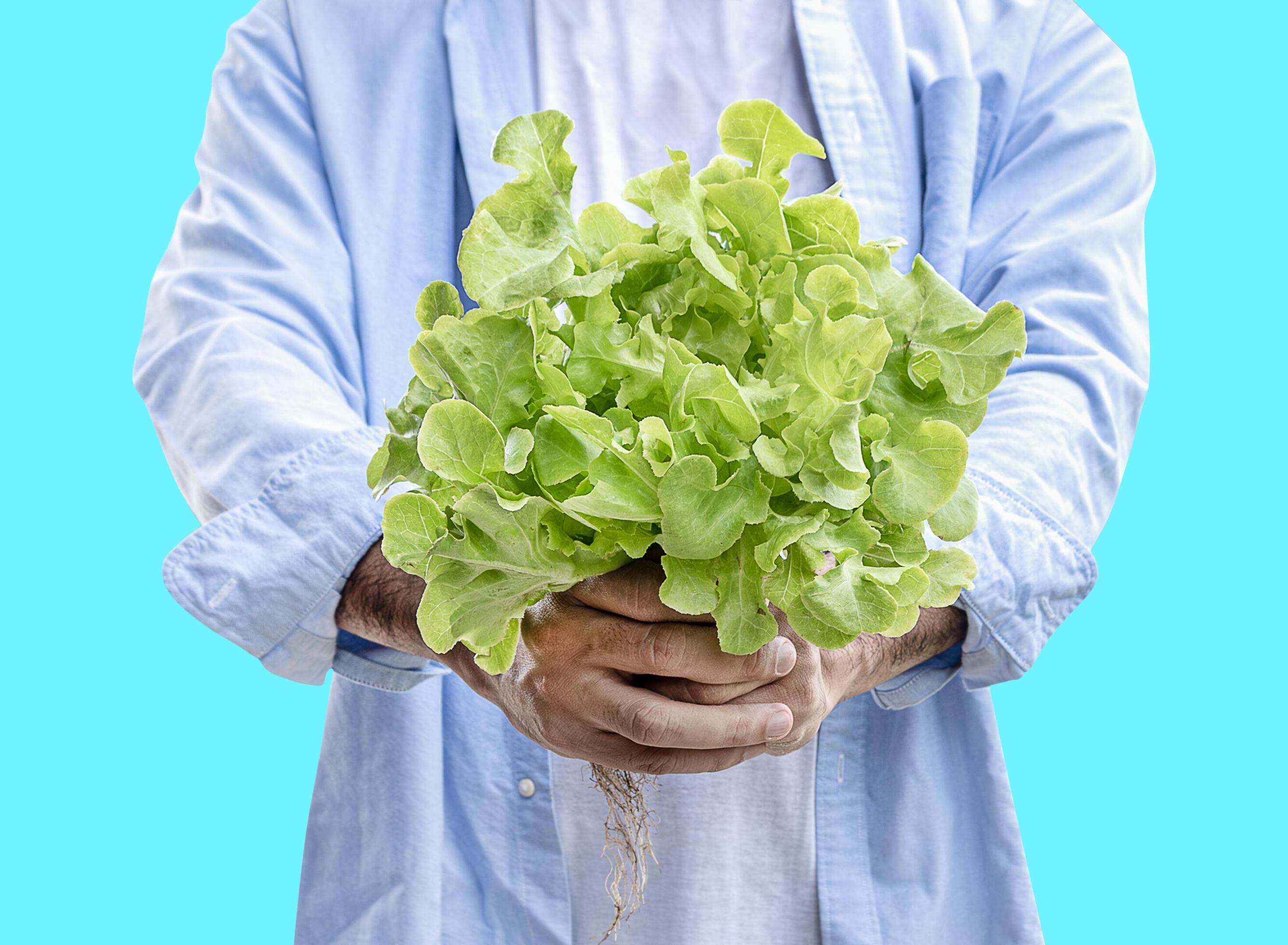 Man hold green oak lettuce vegetables basket isolated on blue background with clipping path Stock Free