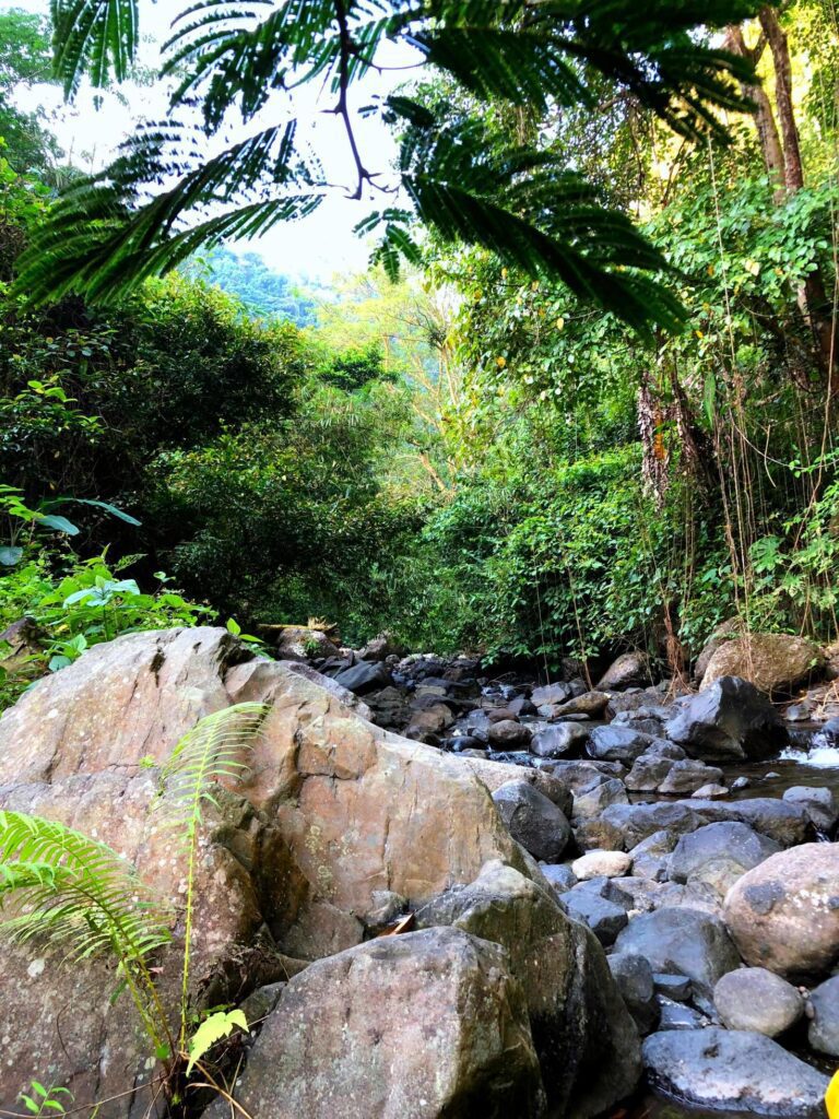 Beautiful rocky pristine streams flowing in the natural forest Stock Free