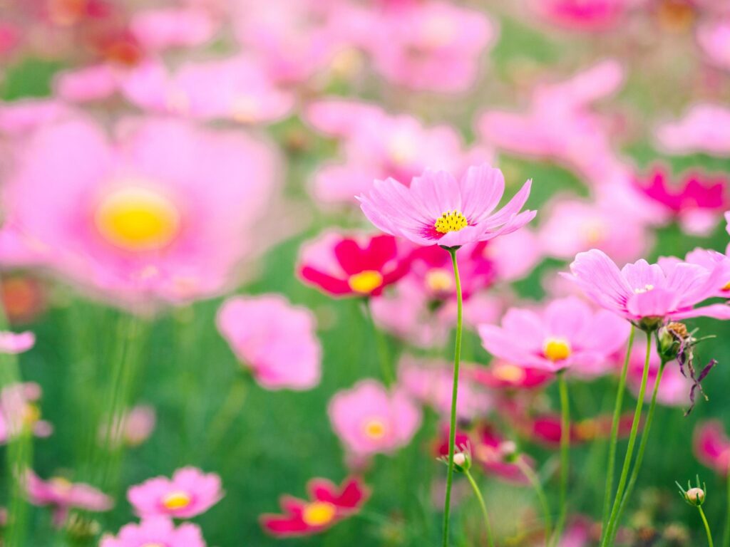 Pink cosmos flowers bloom in the garden Stock Free