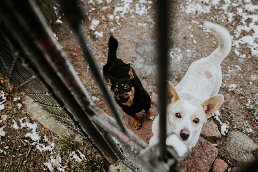 Dogs behind metal bars Stock Free