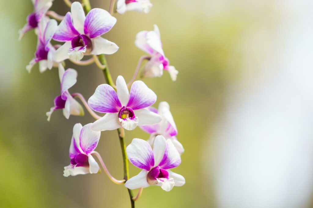 Beautiful flower dendrobium belchim orchids. Stock Free