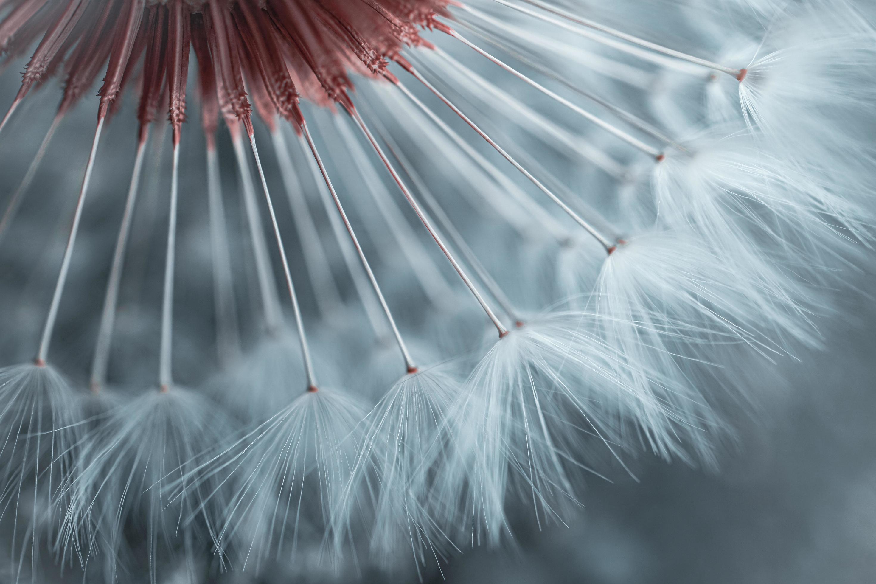 Dandelion flower seed in springtime Stock Free