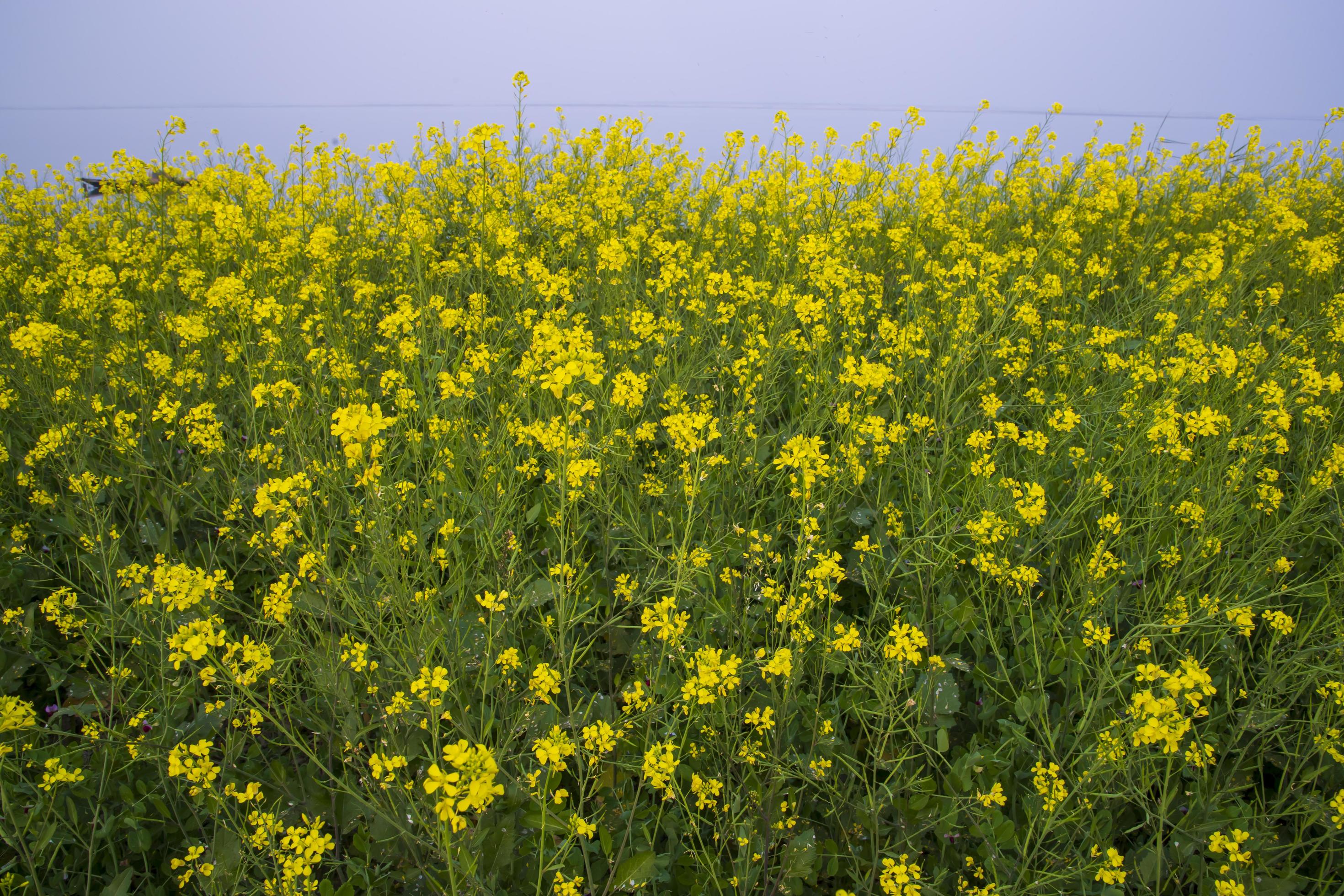 Yellow Rapeseed flowers in the field with blue sky. selective focus Natural landscape view Stock Free