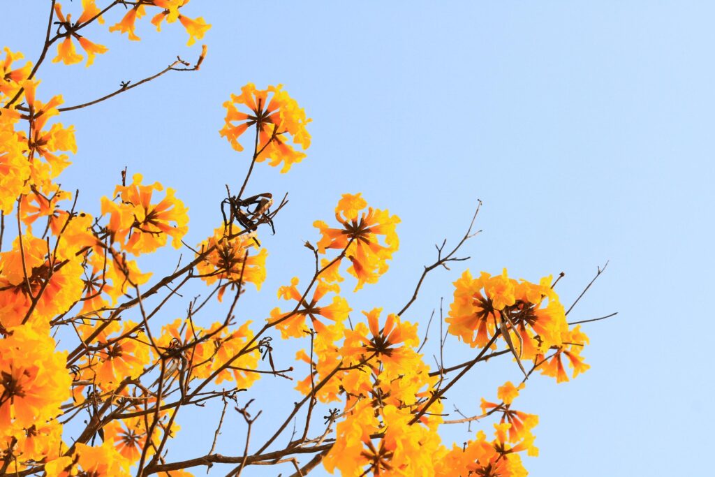 Blossom Dwarf Golden Trumpe flowers with blue sky. Tabebuia chrysotricha flowers Stock Free