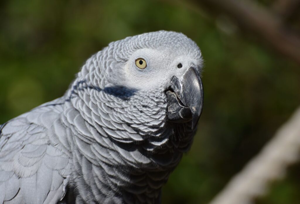 African grey parrot Stock Free