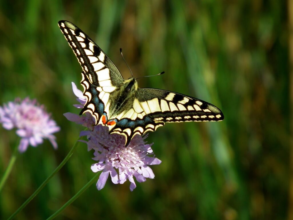 Butterfly Pollinating on Flower Stock Free