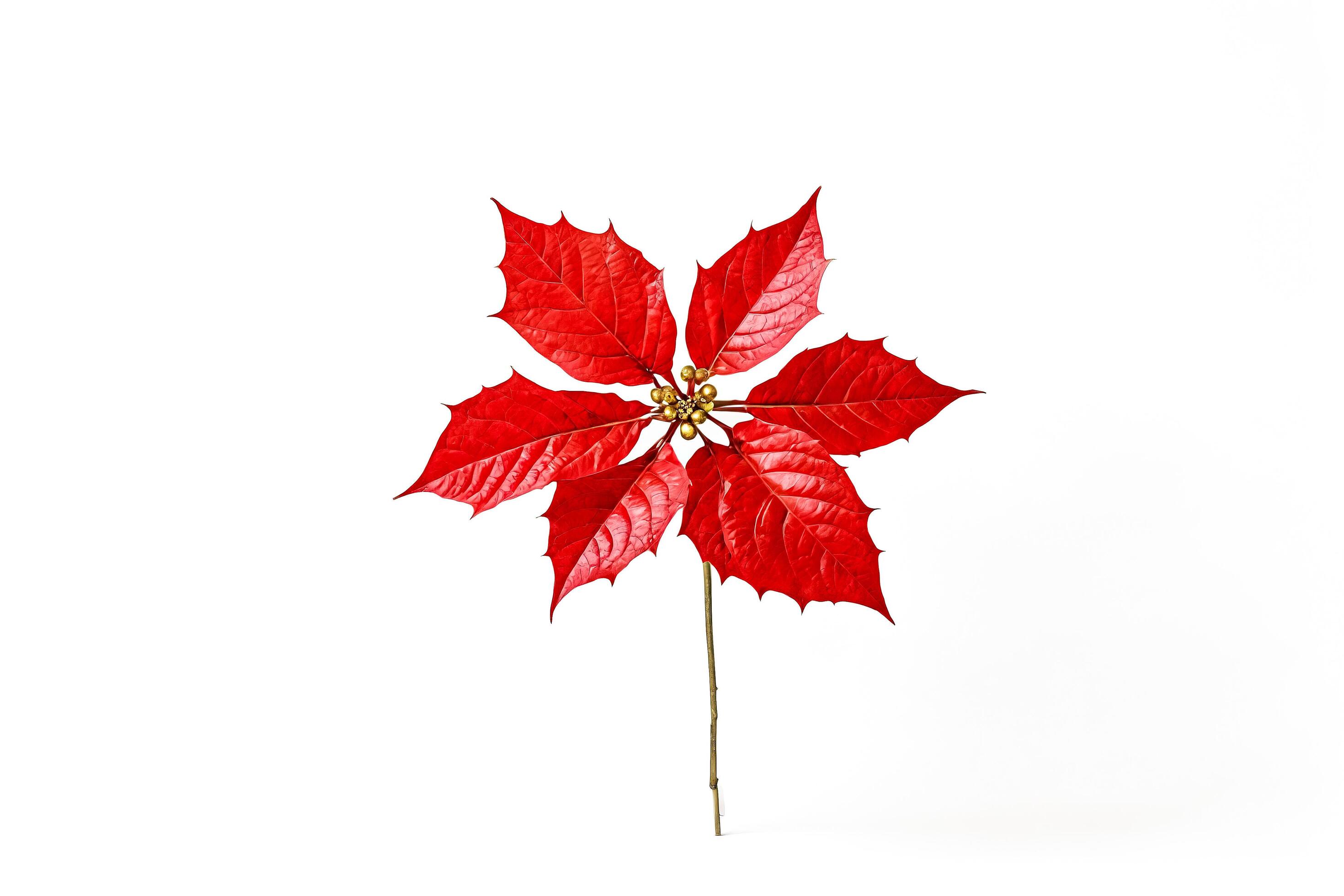 Single Red Leaf With White Background Stock Free