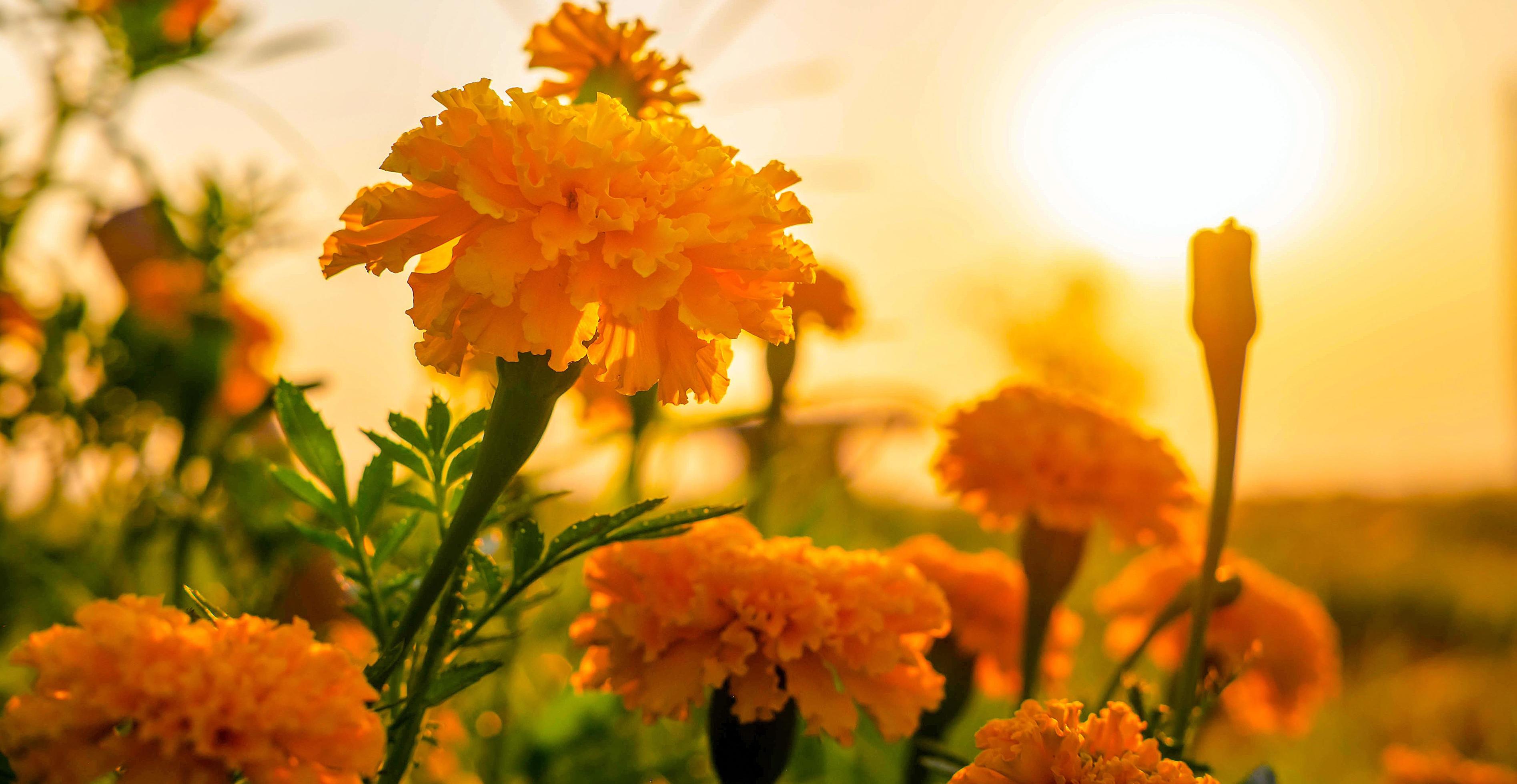 Beautiful field of blooming marigold flower against sunset golden light and blurry soft ten marigold flower field natural background Stock Free