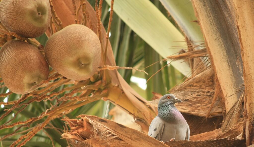 Coconut Tree Pigeon Stock Free