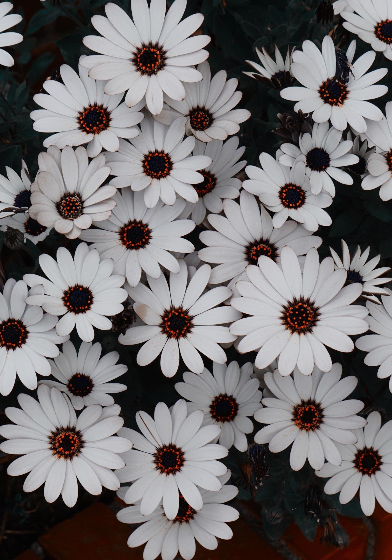 White flowers in the garden in springtime Stock Free