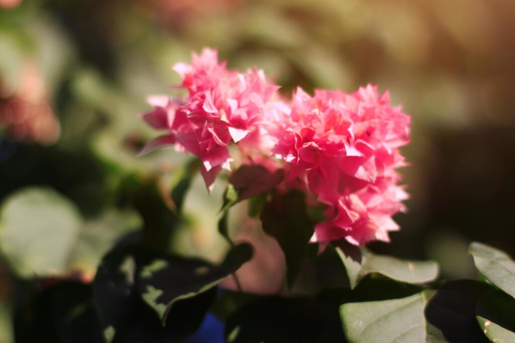 Pink Bougainvillea flowers and natural sunlight in garden Stock Free