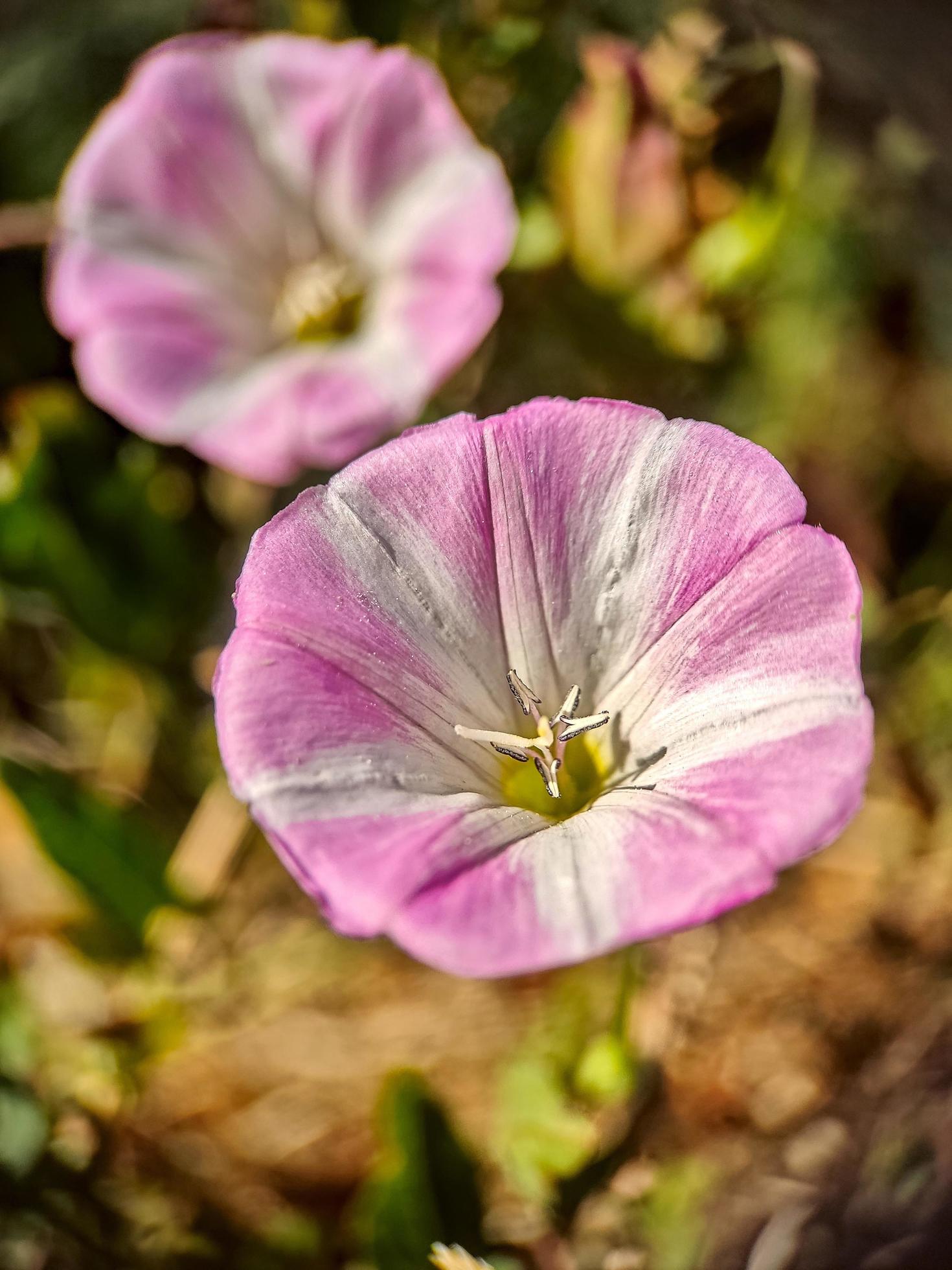 Macro view of a flower on the field Stock Free