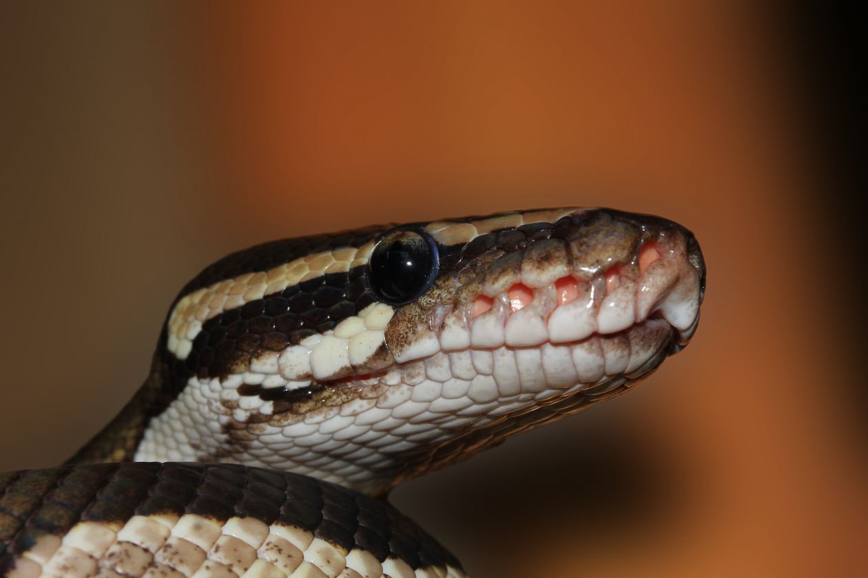 Ball python Stock Free