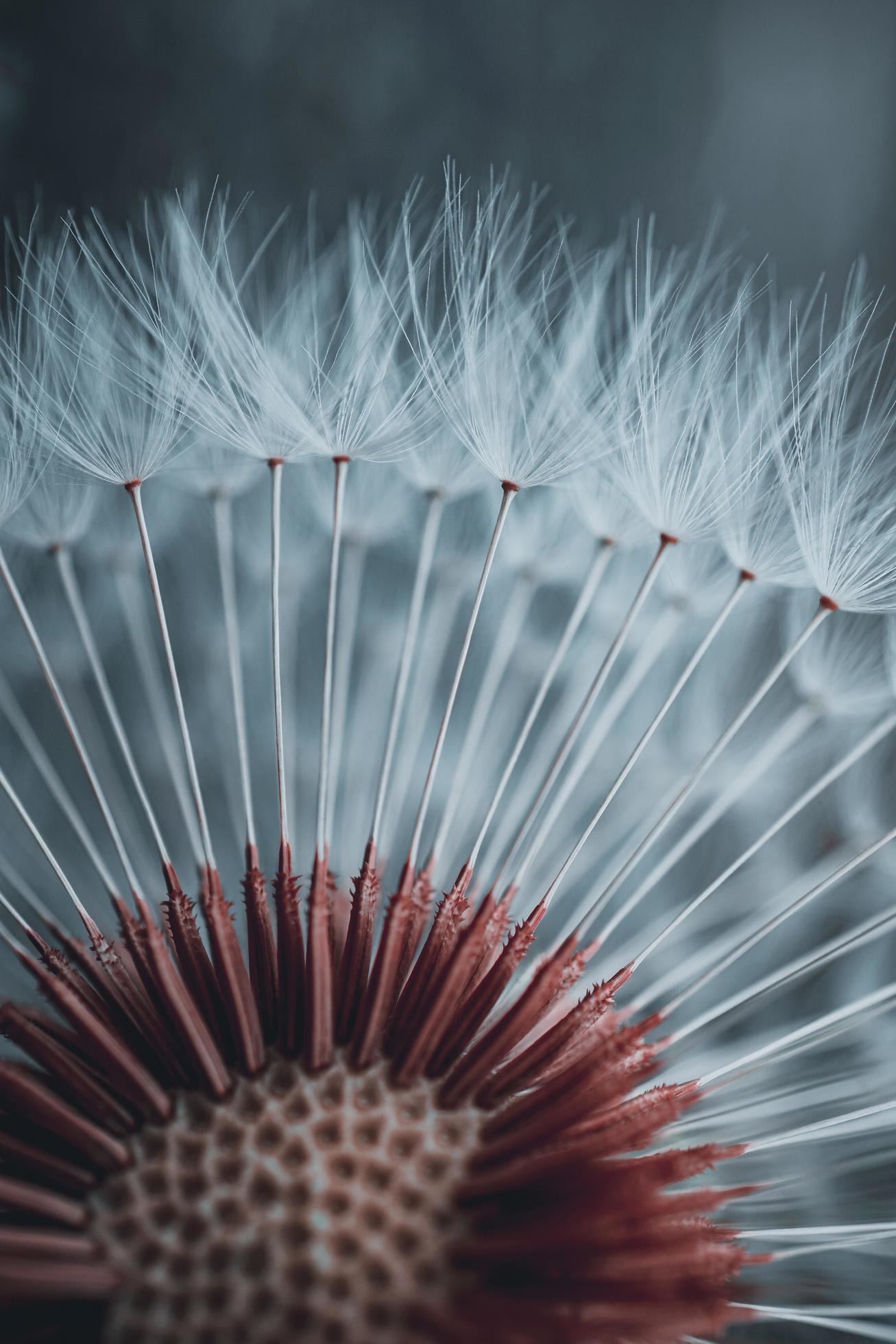 beautiful dandelion flower seed in springtime Stock Free